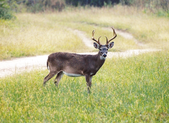 aging_bucks_on_the_hoof_574_419_s