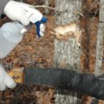 Hack-and-Squirt for Timber Stand Improvement