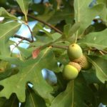 7 Steps to Stronger Acorn Production
