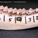 VIDEO: Jawbone Aging Part 1 – Tooth Replacement