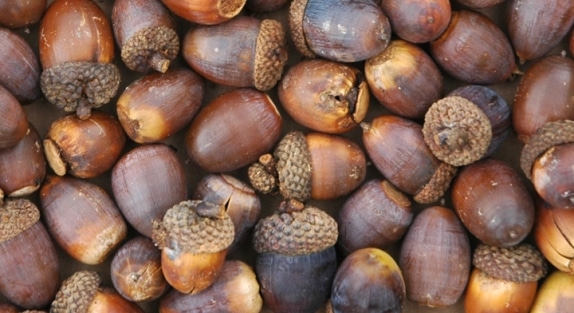 acorns for deer