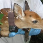 33 Fascinating Findings From Deer Research