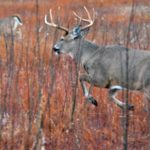 NDA’s Guide to the Whitetail Rut