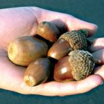 Know Your Deer Plants: Swamp Chestnut Oak