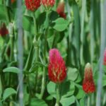 Food Plot Species Profile: Crimson Clover