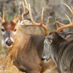 Will Dominant Bucks Dominate the Breeding?