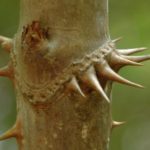 Know Your Deer Plants: Devil’s Walking Stick