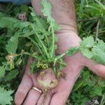 Food Plot Species Profile: Turnips