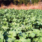 Forage Rape for Deer