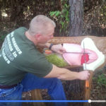 White-tailed Deer Shot Placement [Video]
