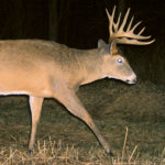 When is Peak Rut? Your Trail-Cameras Can Tell You.