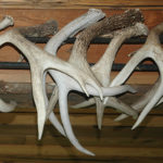 6 Things You Can Learn From Shed Antlers (And 1 You Can’t)