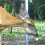 What Causes Deer Food Impactions?
