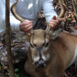 distinguish front and back jm32 deer eye distinguish front and back jm32 deer eye