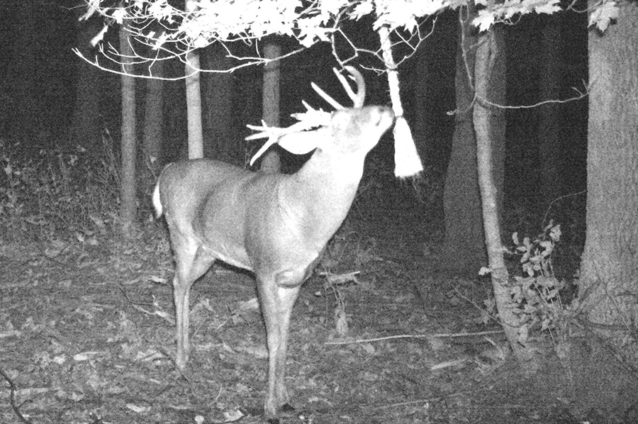 deer camera
