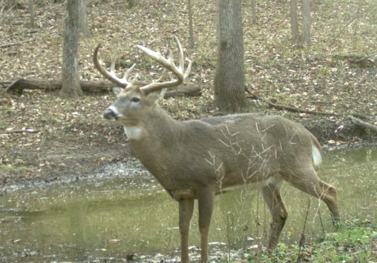 What Does a Deer With CWD Look Like? - NDA
