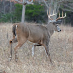 Now You See Him: 9 Things We Know About Deer Excursions
