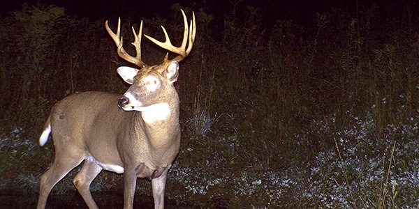 new trail cameras for 2020
