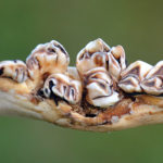 Bad Teeth: The Strangest Deer Jawbones in NDA’s Collection