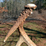 How to Read Shed Antlers for Health and Habitat Clues