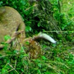 Trail-Camera Catches a Bobcat Catching a Fawn