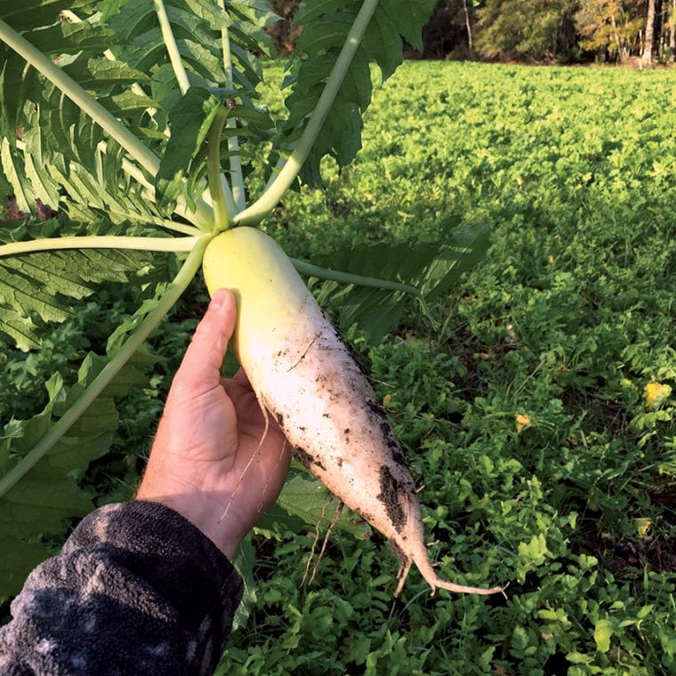 Break Down the Brassicas to Choose the Best for Your Food