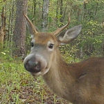 A New Clue in the Unsolved Mystery of Bullwinkle Deer