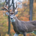 If You Pass a Mature Buck, Will He Grow Bigger Antlers?