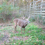 Action Alert: Support Texas CWD Rule Proposals