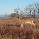 Public Invited to Watch Wisconsin CWD Plan Review Committee Meeting