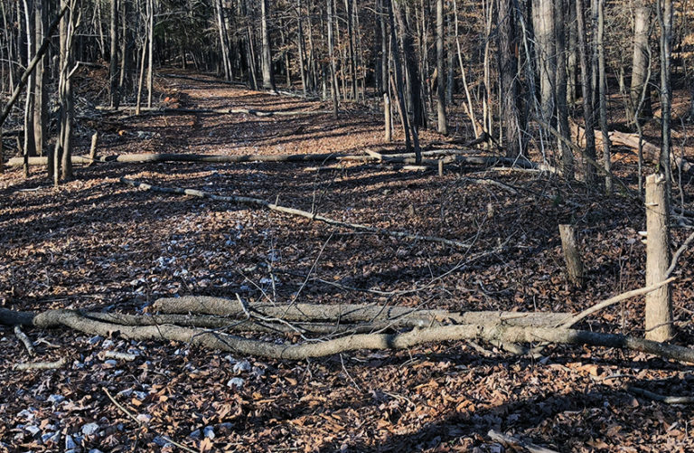 Forest Stand Improvement Nda Roads National Deer Association