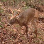 What is wrong with this buck’s leg?
