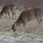 Michigan U.P. Deer Habitat Grant Application Now Open