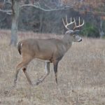 Action Alert: Indiana Deer Management Surveys Now Available