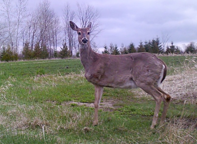 How Long Did This Doe Survive On Three Legs Nda