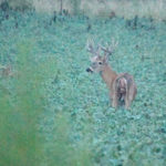 It Takes Guts to Look: This Indiana Buck is Inside Out
