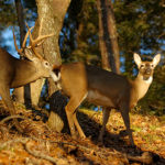 How Many Fawns Does the Average Buck Produce?