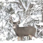 Wyoming Game and Fish Hosting Mule Deer Management Meetings